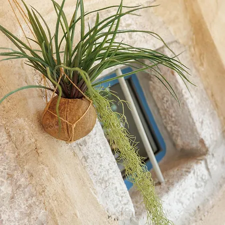 Vela Volta * Vrbnik (Primorje-Gorski Kotar)